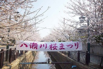 「八瀬川畔の桜」は、疏水百選に選定されている川沿いの桜
