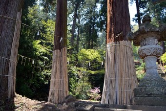 樹齢５００年の大杉3本杉