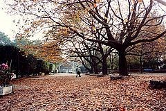 秋の高崎公園