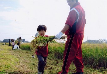 田植えから稲刈りまで丁寧に育てられた酒造好適米「若水」