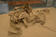 プロトケラトプスとヴェロキラプトルの格闘恐竜