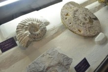 アンモナイト類の化石
