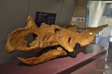 カスモサウルス頭骨