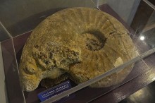 レウェシセラスの化石
