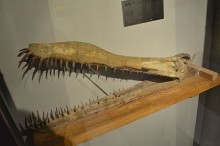 アンハングエラ(翼竜)頭骨