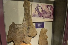 カスモサウルス頭骨部分