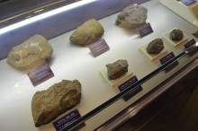 山中地溝帯の化石