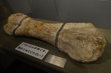 アパトサウルスの上腕骨