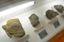 神流町で見つかる化石