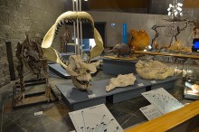 海洋性類の化石