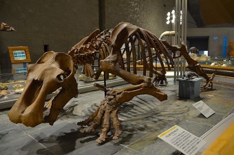 パレドパラオキシアの化石