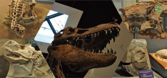 恐竜センターには、こんな標本が展示される。