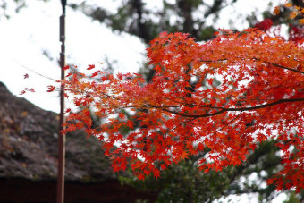 本堂前の鮮やかな紅葉