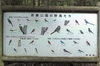 吾妻公園で出会える野鳥