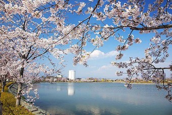 ｢波志江沼環境ふれあい公園｣は 市内最大のため池