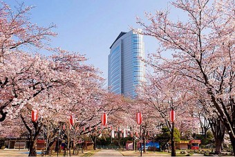 ｢高崎城址公園｣は夜桜も楽しめる