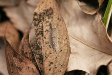オムラサキの幼虫（冬）