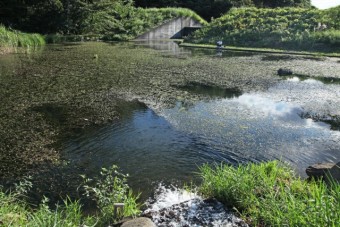 釣り池
