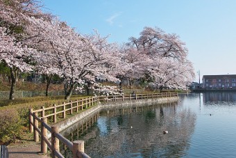 三ツ寺公園の桜