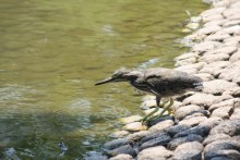 池の小魚を狙う野鳥