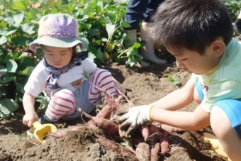 農業体験のサツマイモ作りは子供に最適