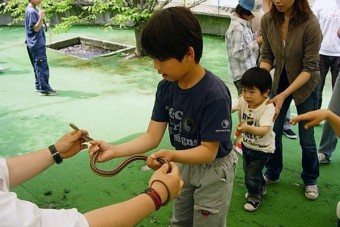 シマヘビに触れる