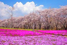 赤城の「赤城南面千本桜」がおすすめ