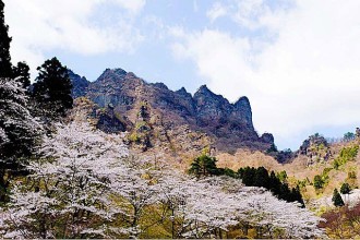 見ごろ（例年）は、4月下旬～5月上旬