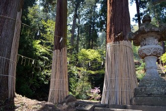 樹齢500年の大杉3本杉