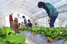 �ʉʃt�@�[���Ȃ�����