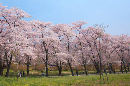 赤城南面千本桜