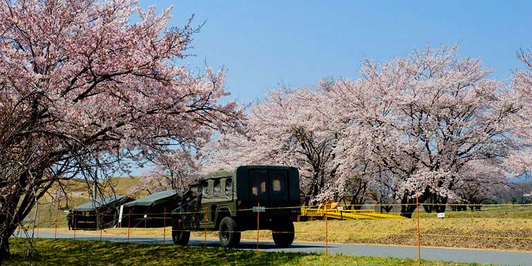 高崎・西毛周辺 | 群馬の花見スポット2026 - だんべー.com