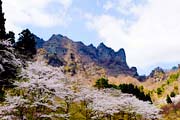 県立森林公園さくらの里