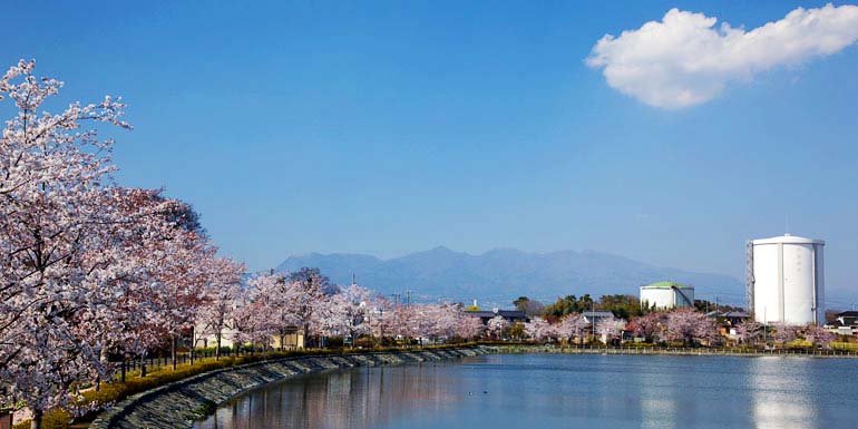 伊勢崎・中毛周辺 | 群馬の花見スポット2026 - だんべー.com