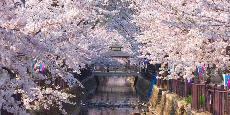 太田・東毛周辺 | 群馬の花見スポット2026 - だんべー.com