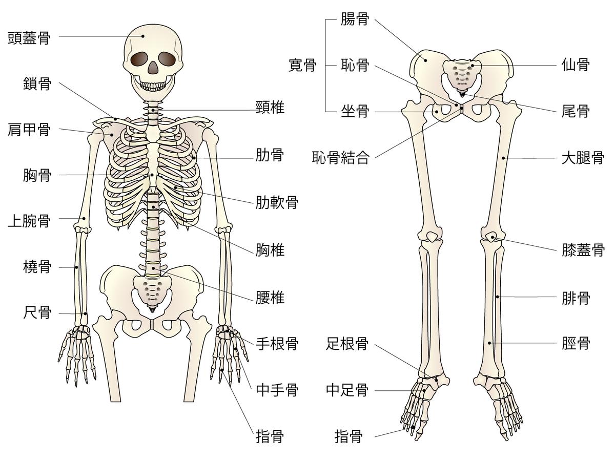 足 骨 名前