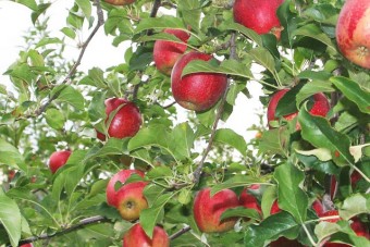 阿部りんご園の有機質肥料で育てたりんご