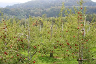 阿部りんご園のりんご畑