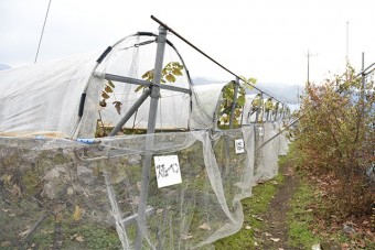 ぶどうの種類が豊富で食べ比べも楽しめる