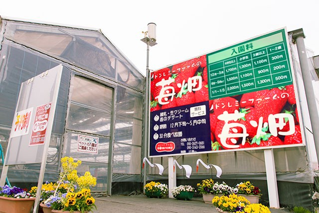 ドンレミーファーム いちご畑 群馬 高崎のいちご狩り ドンレミーファーム いちご畑 群馬 高崎のいちご狩り