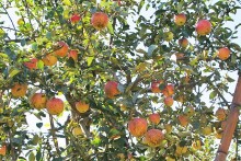 りんごの樹オーナー制度
