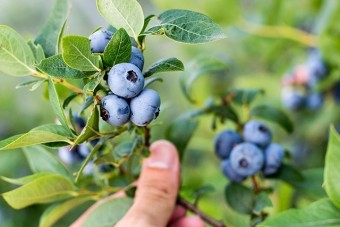 無農薬栽培された大粒のブルーベリー