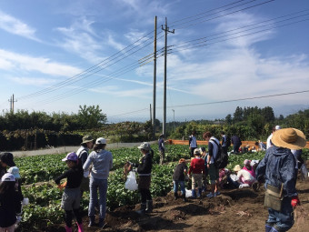 さつまいも掘りの様子（嶺園）