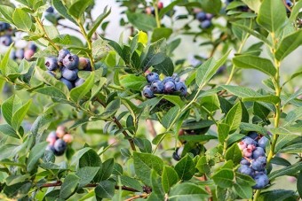 自然栽培された大粒のブルーベリー