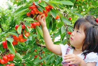 さくらんぼ狩りは子供でも楽しめる