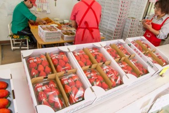 原田いちご園の直売所では新鮮な摘みたて苺（いちご）を販売