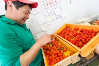 原田いちご園の原田さん