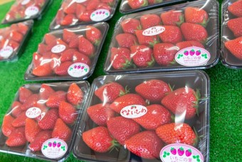 直売所では4種類の摘みたていちごを販売