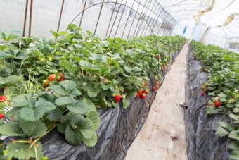 土耕栽培の苺（いちご）が食べ放題