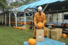 ハロウィン向けのカボチャの出荷